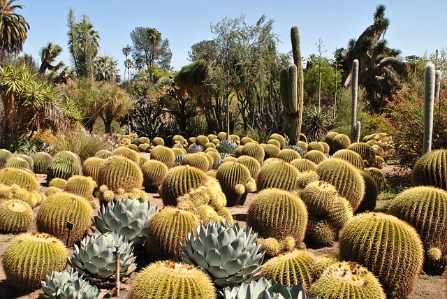 exempláře kaktusů