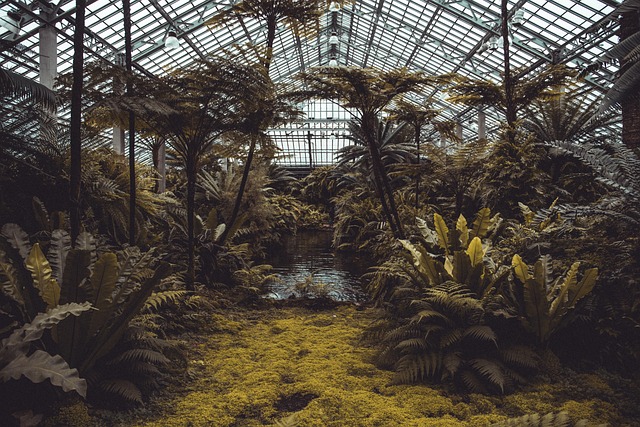 skleník s rostlinami